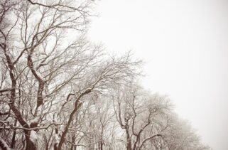 White and Brown Snowy Forest