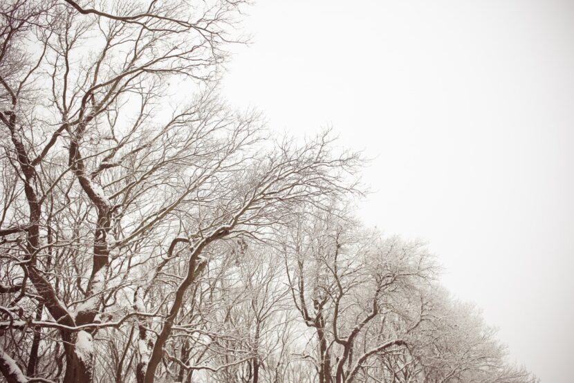 White and Brown Snowy Forest