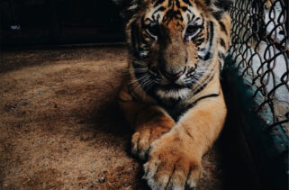 The tiger who flew halfway across the world for a better life