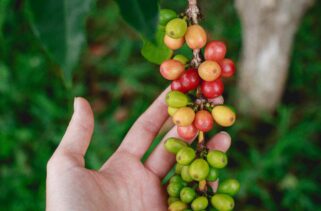 15 Countries Famous for Their Coffee Culture