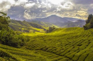 10 Countries That Love Tea More Than Anything