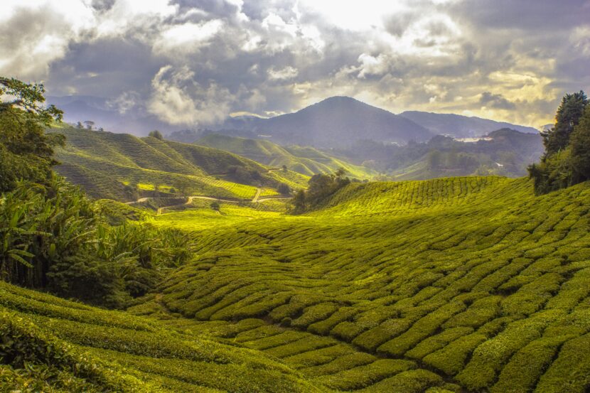 10 Countries That Love Tea More Than Anything