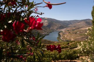 Portugal: Book Top-Rated Local Food and Wine Guides in Portugal