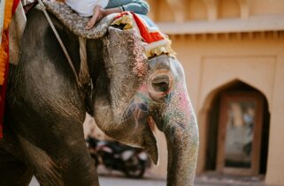 India: Don’t Visit India Without a Guide: How to Book Safe, Verified Experts