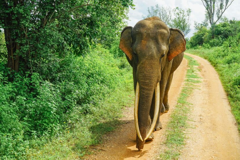 Sri Lanka: How To Book Affordable Local Safari and Culture Guides in Sri Lanka