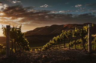Georgia: How To Hire Affordable Local Wine and Caucasus Mountain Guides in Georgia